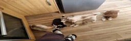 Siberian Husky dogs for sale: Husky puppies in Carlisle - Advert 3