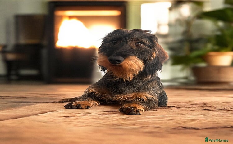 Dachshund dogs - Advert 8
