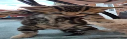 Bengal cats for sale: Beautiful Purebred Bengal Kittens - Advert 6
