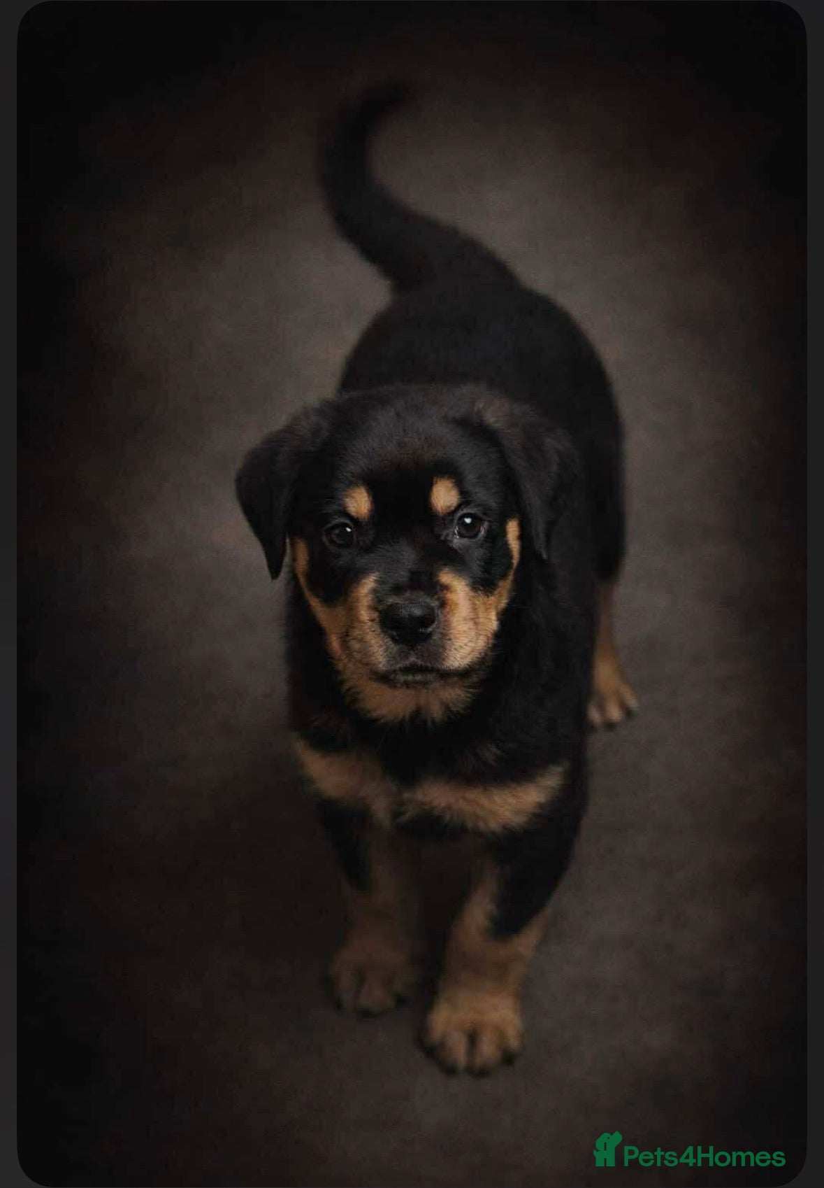 Rottweiler dogs Beautiful Rottweiler girl 9 weeks old.  - Advert 11