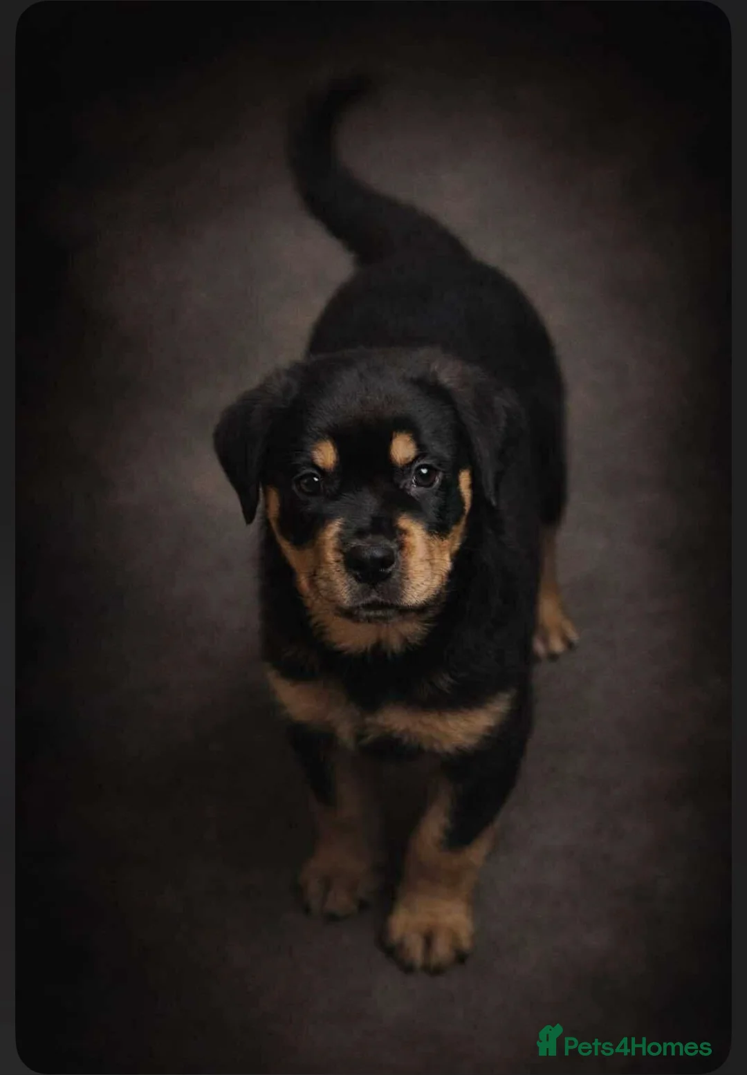 Rottweiler dogs for sale: Beautiful Rottweiler girl 9 weeks old.  - Advert 1