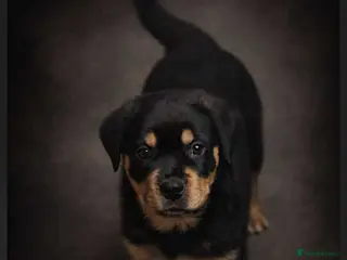 Rottweiler dogs Beautiful Rottweiler girl 9 weeks old. - Advert 11