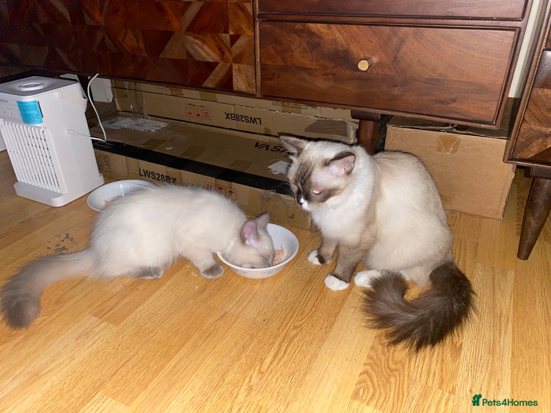 Ragdoll cats for sale: King Jaffreee GCCF active boy kitten - Image 6