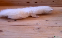 British Longhair cats for sale: Adorable Pure White Blue-Eyed British Kittens - Image 12