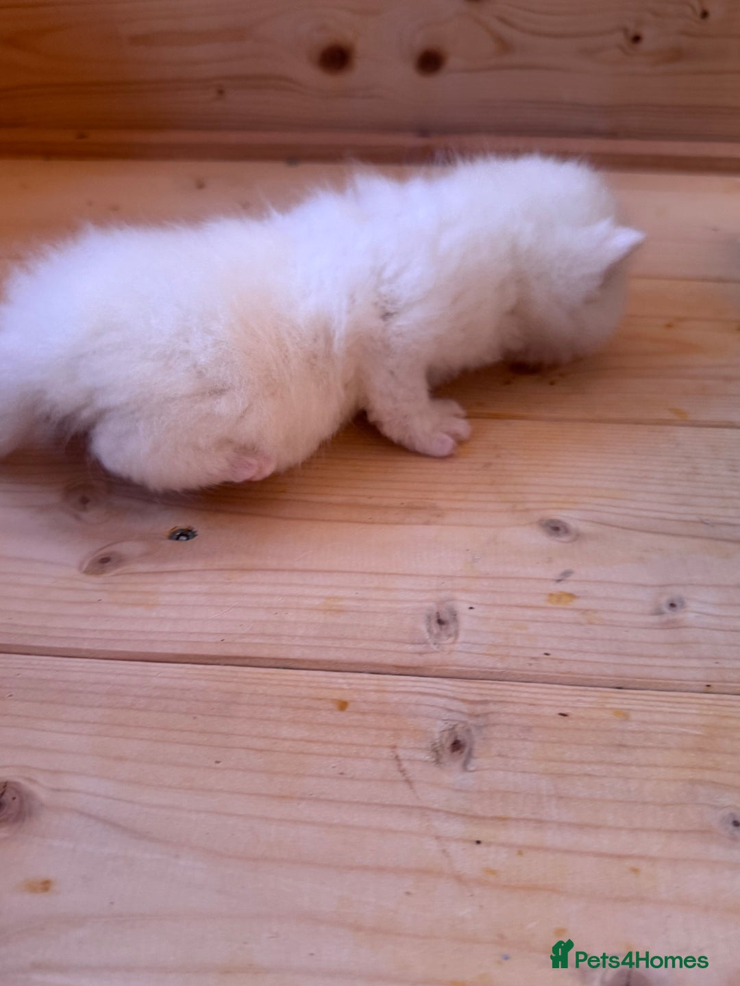 British Longhair cats for sale: Adorable Pure White Blue-Eyed British Kittens - Image 12