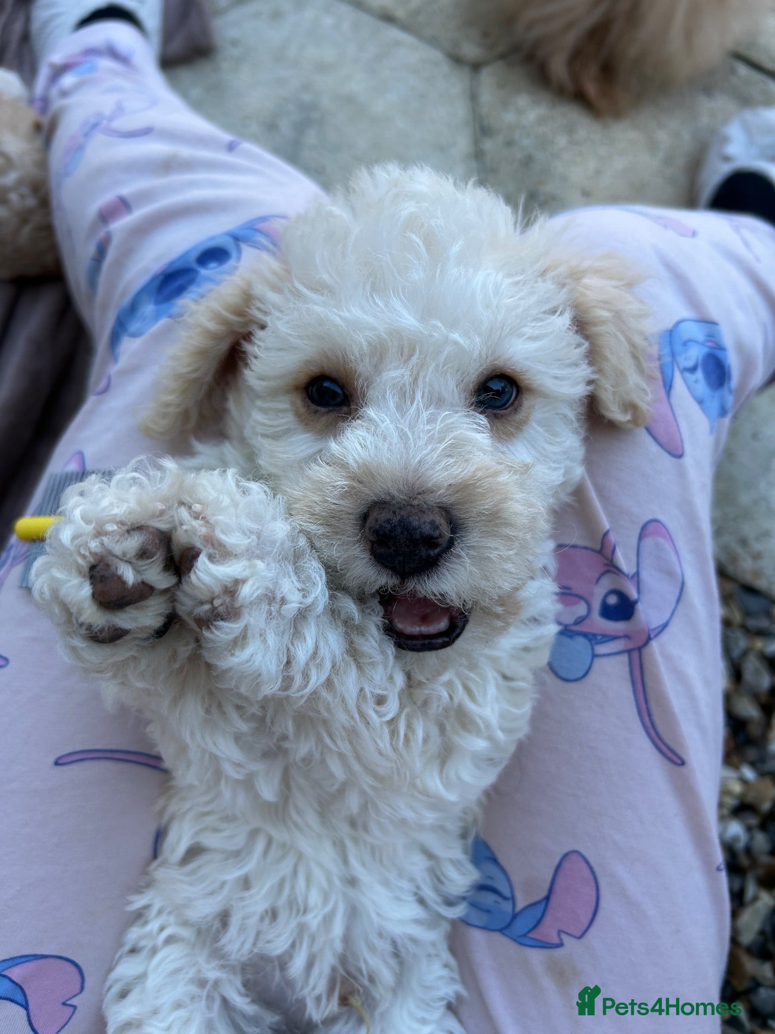 Poochon dogs Cute Cream/white with brown noses poochon puppies - Advert 1