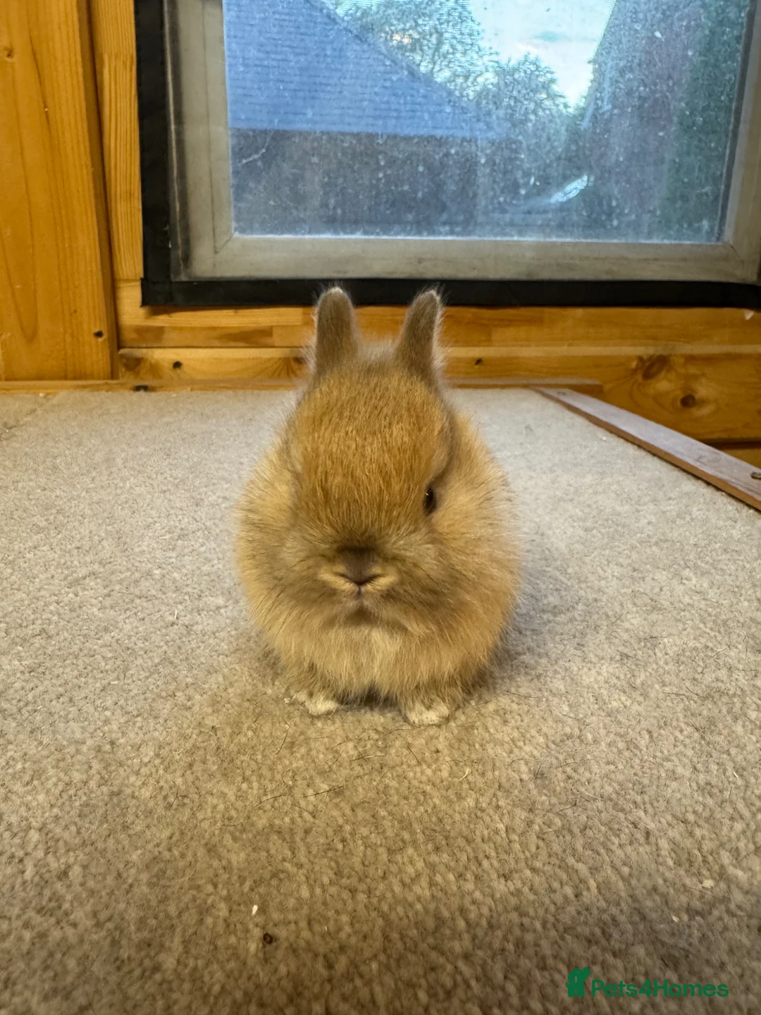 Netherland Dwarf rabbits for sale: Stunning Top Quality Netherland Dwarfs - Advert 2