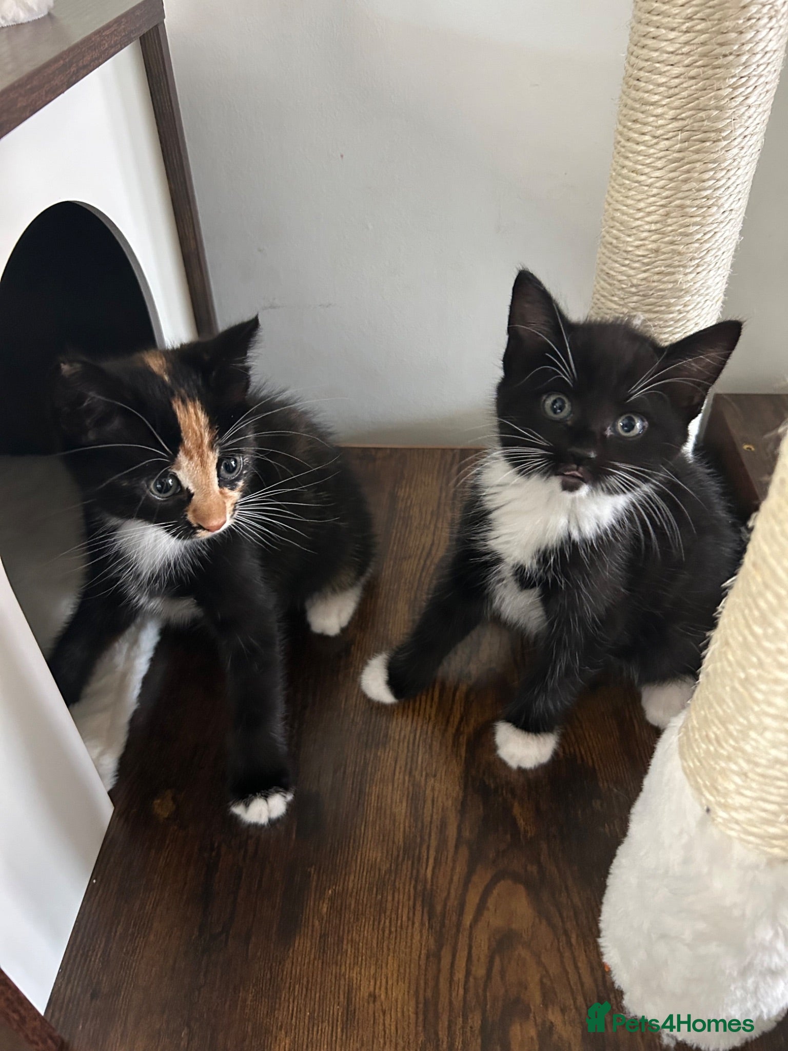 Domestic Shorthair cats Kittens rehome EVERYTHING INCLUDED  - Advert 5
