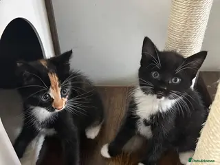 Domestic Shorthair cats Kittens rehome EVERYTHING INCLUDED - Advert 14
