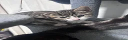 Mixed Breed cats for sale:     5 Playful Bengal Cross Kittens for sale  - Advert 4
