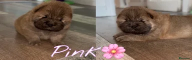 Chow Chow Puppy 1 Pink🌸 RESERVED