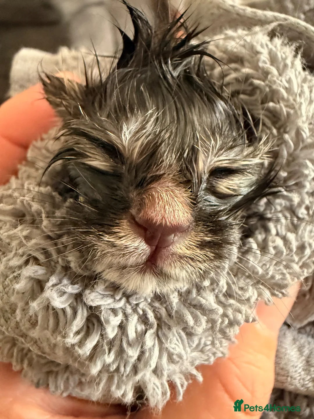 Mixed Breed cats for sale: 3 beautiful tabby kittens  - Advert 14