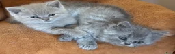 British Shorthair cats for sale: Stunning set of British blues - Advert 7