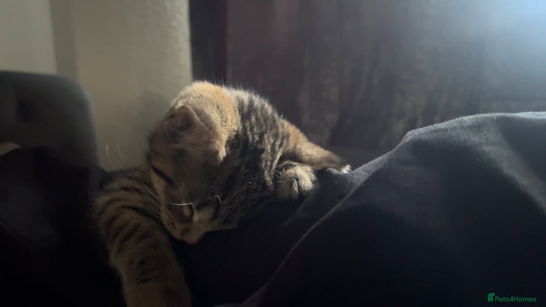 Bengal cats for sale: 2 cats just turned a year old  - Image 4