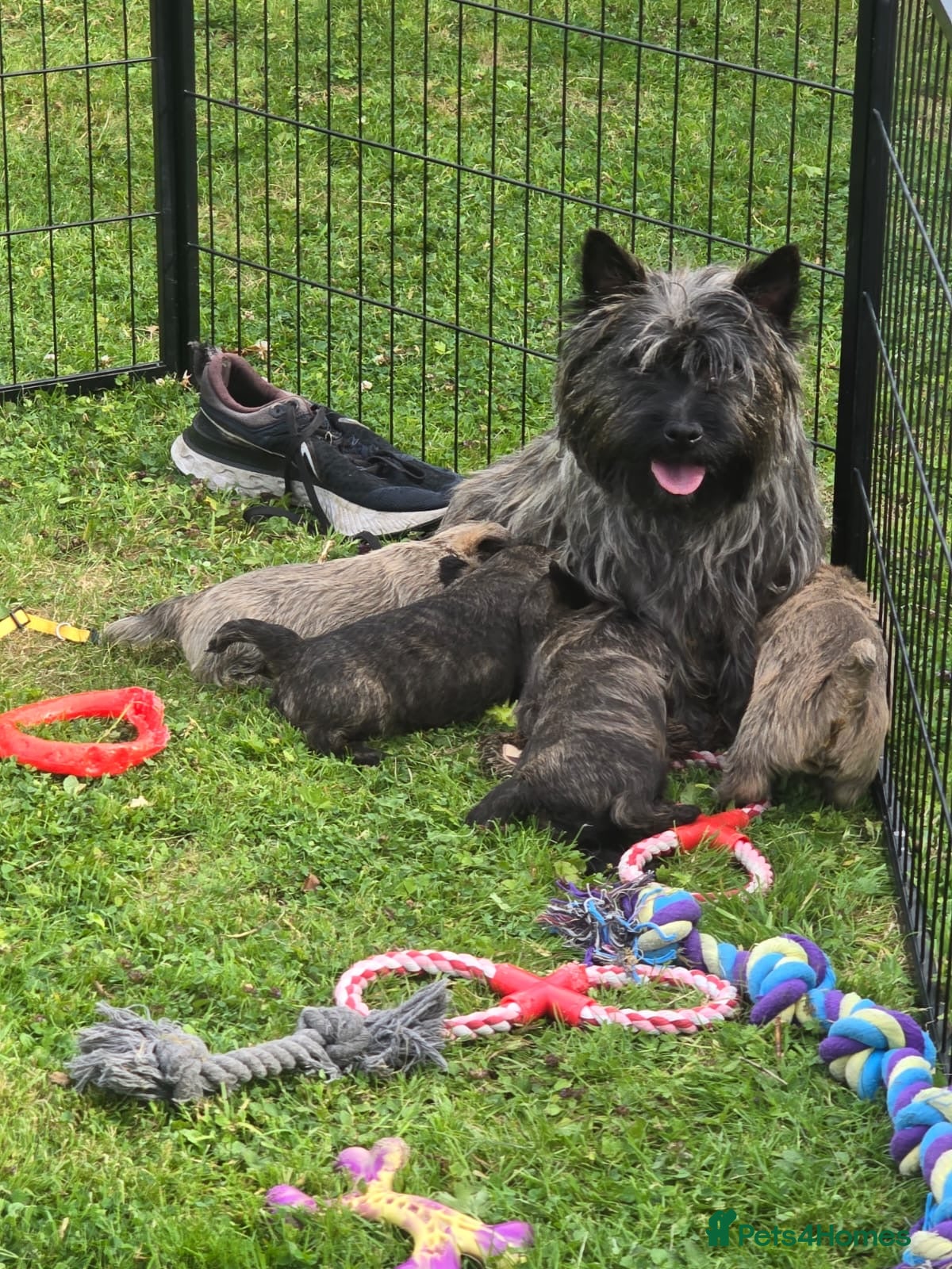 Cairn Terrier dogs Beautiful KC Reg Cairn Terrier Puppies 🐾  - Advert 1