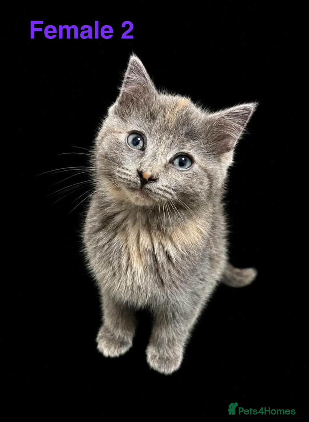 Ragdoll cats for sale: Mixed Kittens for sale - Advert 2