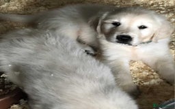 Golden Retriever dogs for sale: Golden retriever male - Image 4