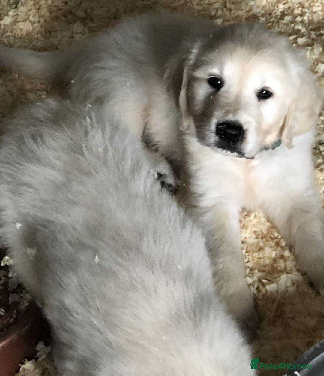 Golden Retriever dogs for sale: Golden retriever male - Image 4