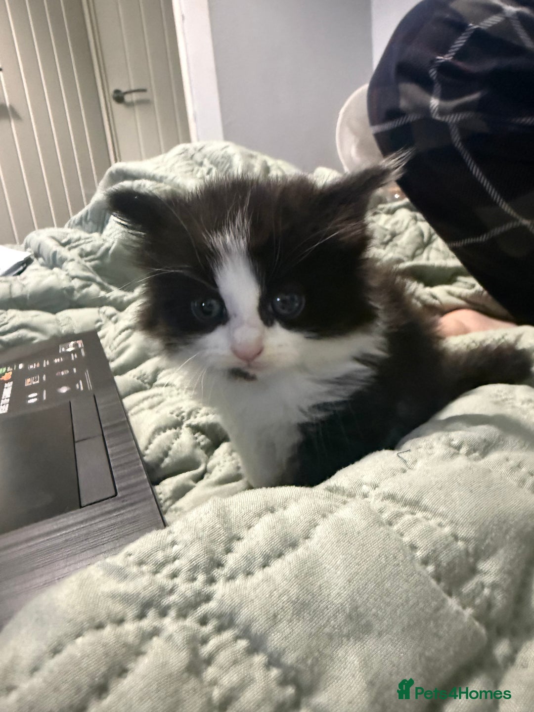 Mixed Breed cats for sale: Maine coon mix kittens - Advert 4