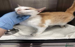 Mixed Breed cats for adoption: 💍Pearl💍is looking for her forever home!  - Image 9