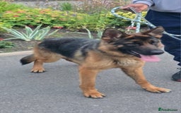 German Shepherd dogs for sale: Germany shepherd - Image 2