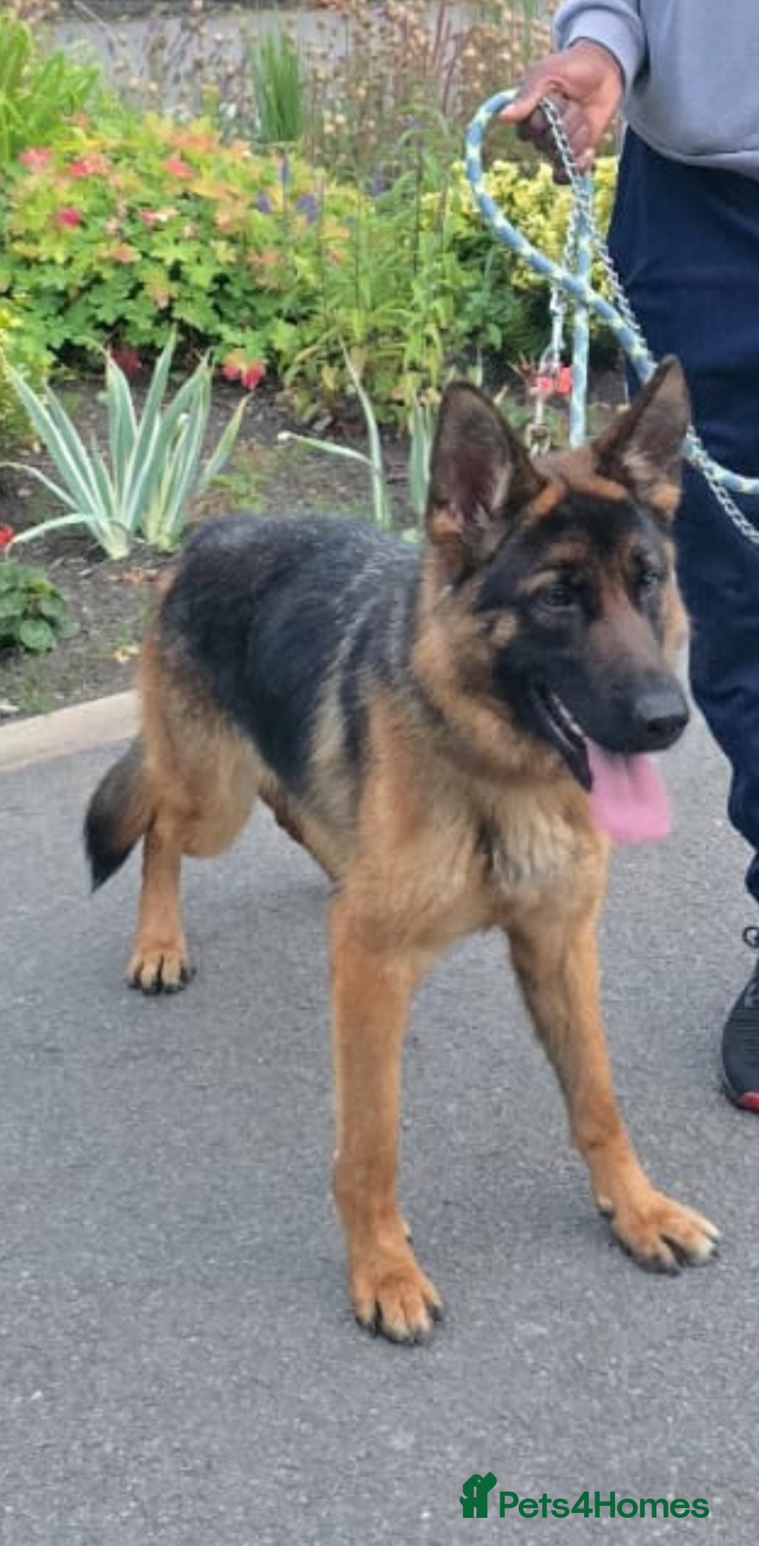 German Shepherd dogs for sale: Germany shepherd - Image 2