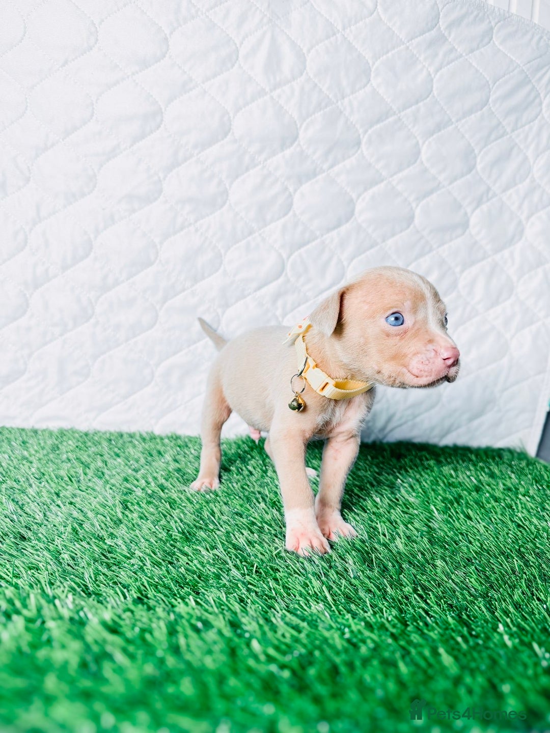 American Bully dogs for sale:  Bully x Staffie pups (2 Boys left) - Advert 23