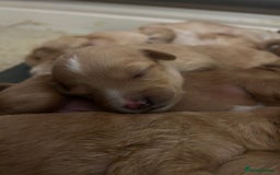 Cockapoo dogs for sale: F2 cockapoo’s for sale! 🌟  - Advert 6