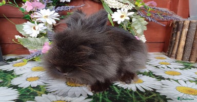 Lionhead rabbits in Barnsley - Advert 14
