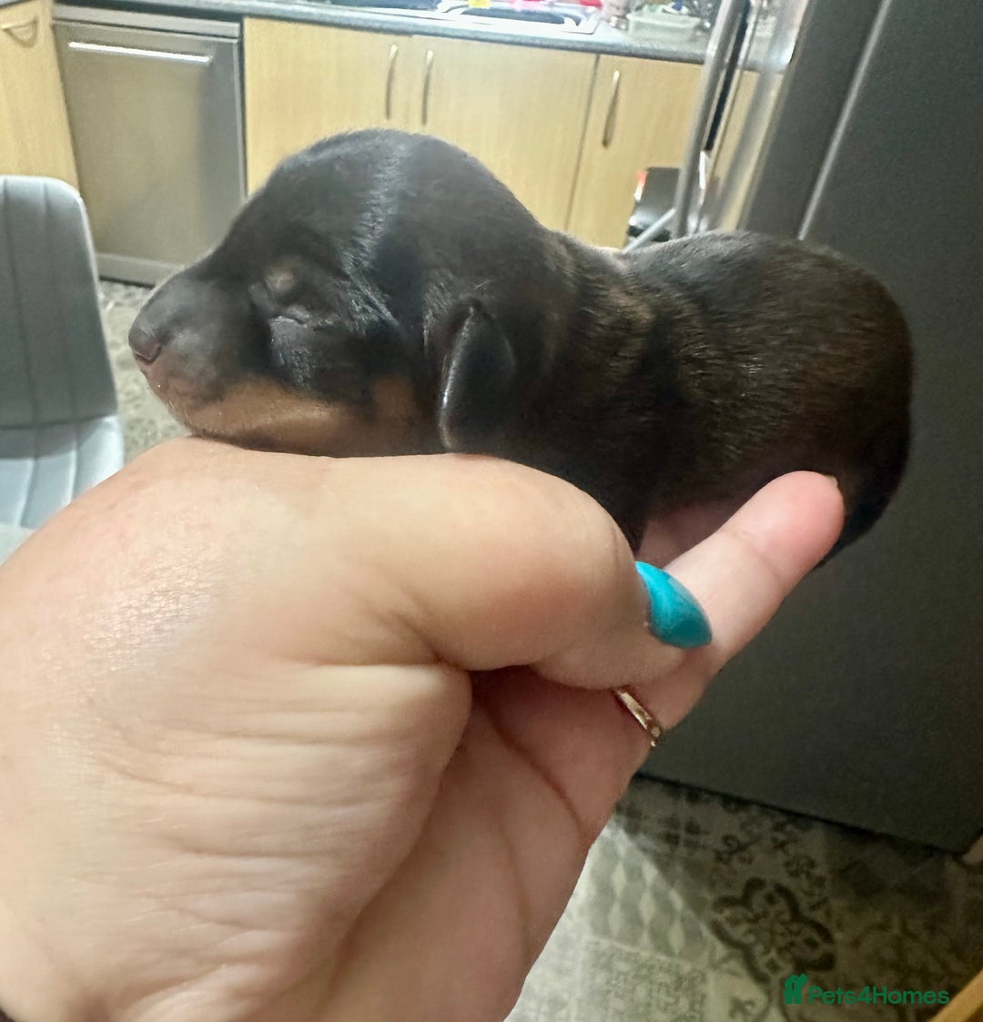 Miniature Dachshund dogs for sale: Mini Dachshund  - Image 5