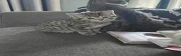 Mixed Breed cats for sale: kittens for sale!!!  - Advert 6