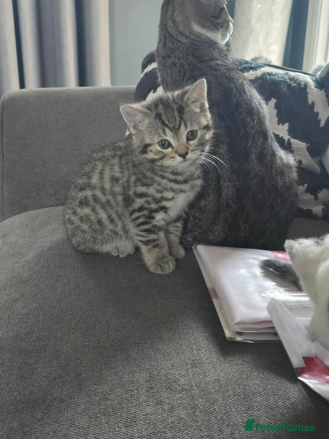 Mixed Breed cats for sale: kittens for sale!!!  - Advert 6