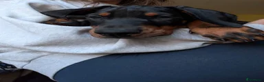 Dobermann 1