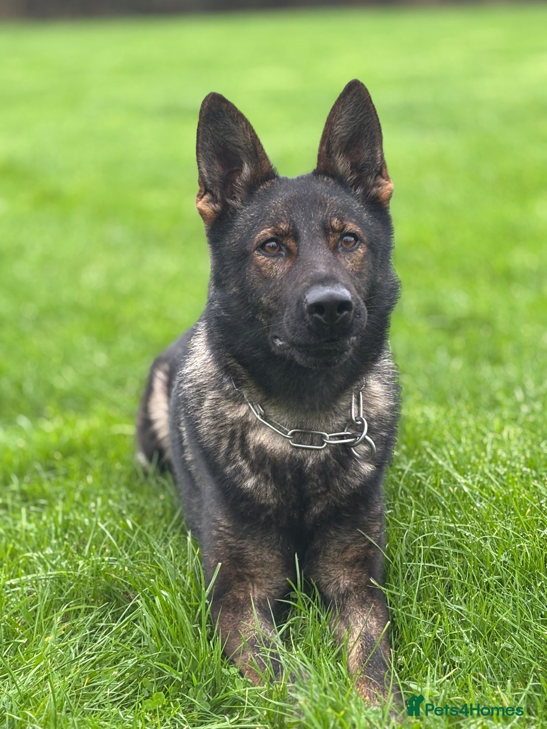 German Shepherd dogs for sale: German Shepherd Puppies  - Advert 2