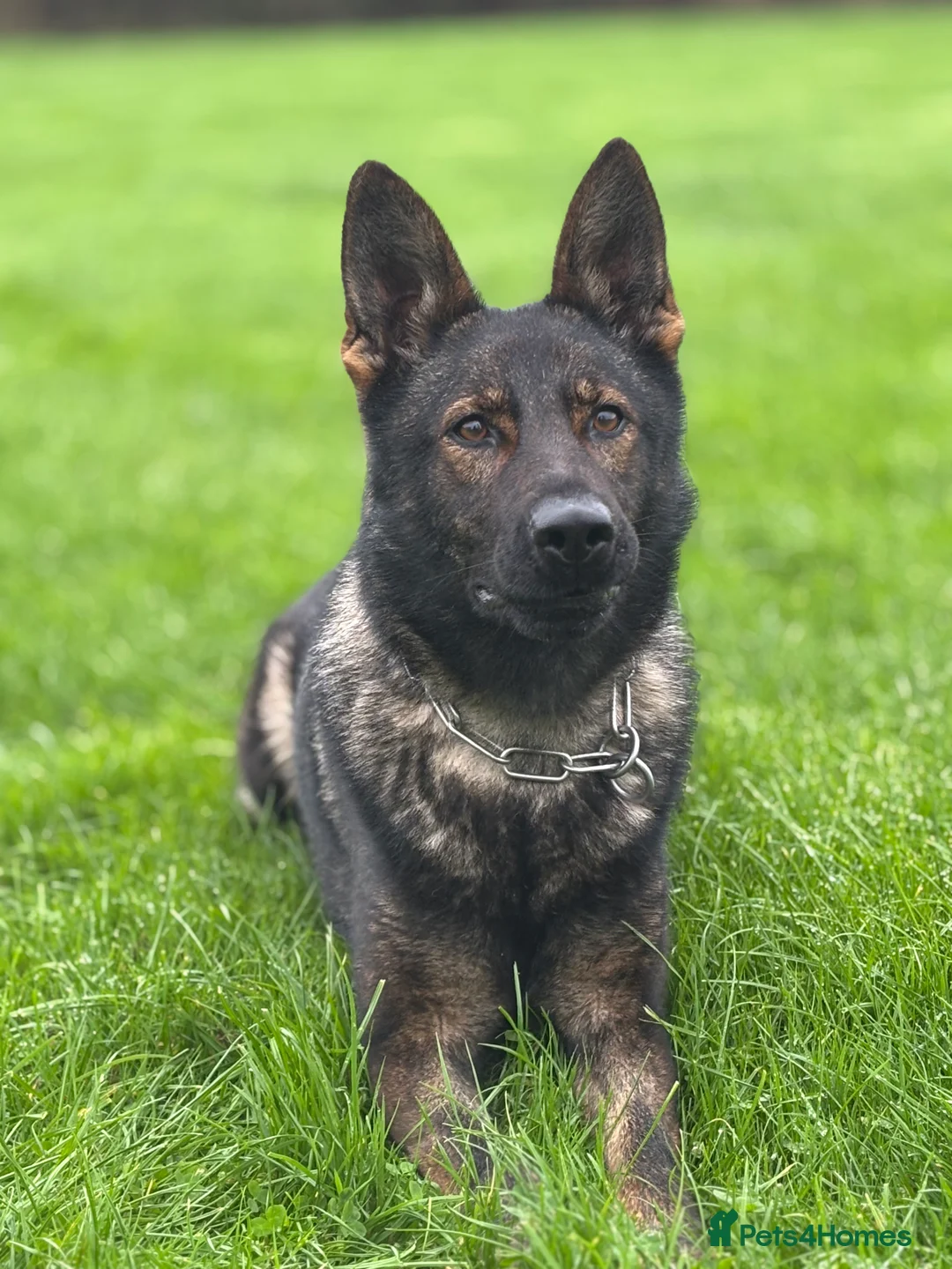 German Shepherd dogs for sale: German Shepherd Puppies  - Advert 3