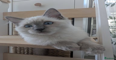 Ragdoll cats - Advert 7