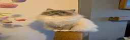 Ragdoll cats for sale: Adorable Ragdoll Kittens for Sale - Advert 7