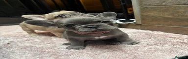 French Bulldog 6