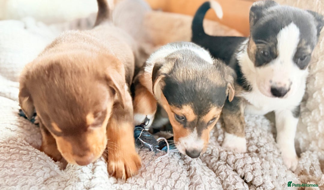 Mixed Breed dogs for sale: Cheeky trio looking for forever homes  - Advert 5