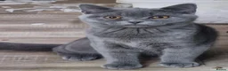 British Shorthair cats for sale: Gorgeous litter British Shorthair kittens  - Advert 3