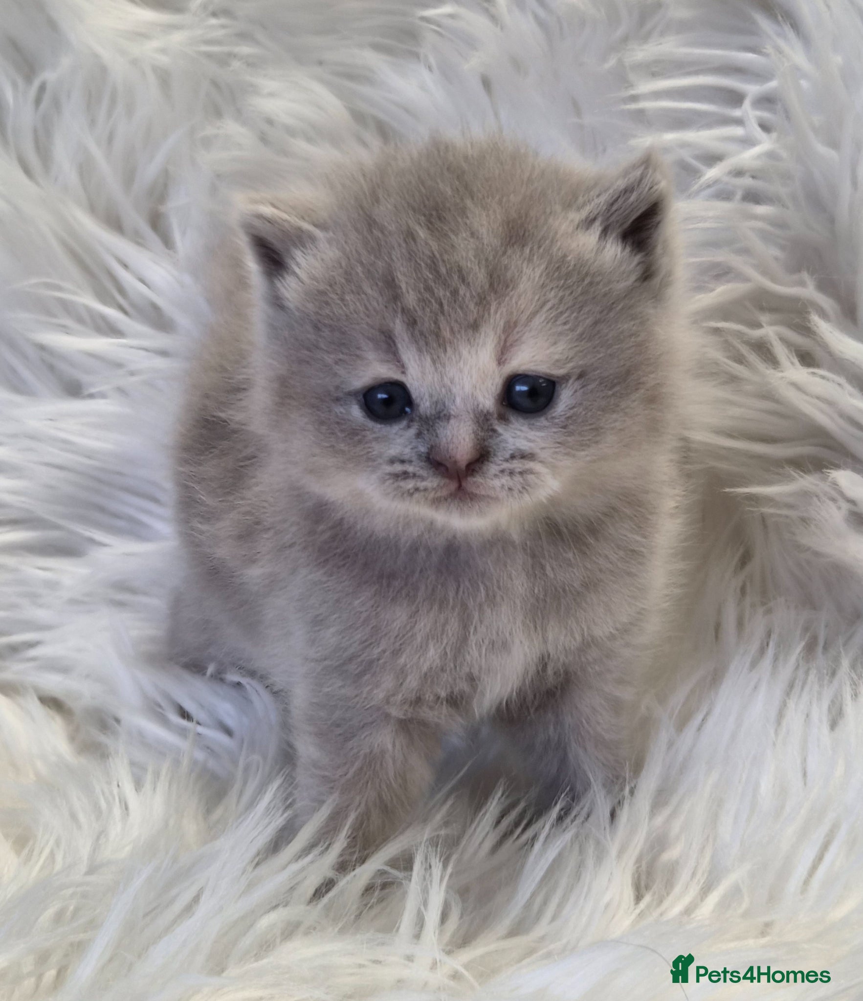 British Shorthair cats Gorgeous British shorthair kittens and 1 longhair  - Advert 9
