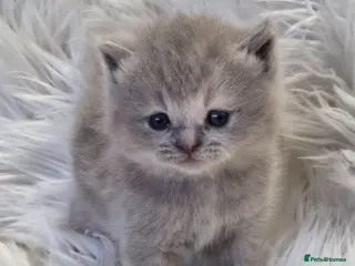 British Shorthair cats Gorgeous British shorthair kittens and 1 longhair - Advert 9