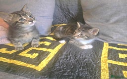 Bengal cats for sale: Adorable kittens - Image 6