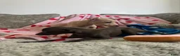Italian Greyhound dogs for sale: KC Italian greyhound puppies 🏡 ready now - Advert 19