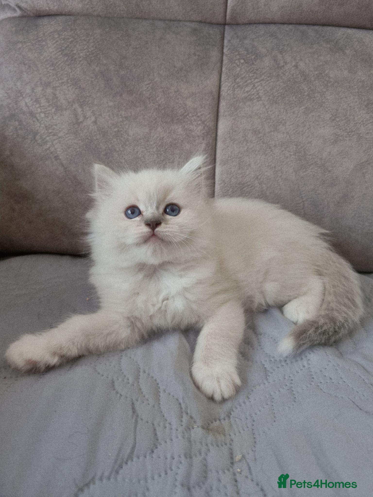 Ragdoll cats Ragdoll kittens DNA tested  - Advert 6