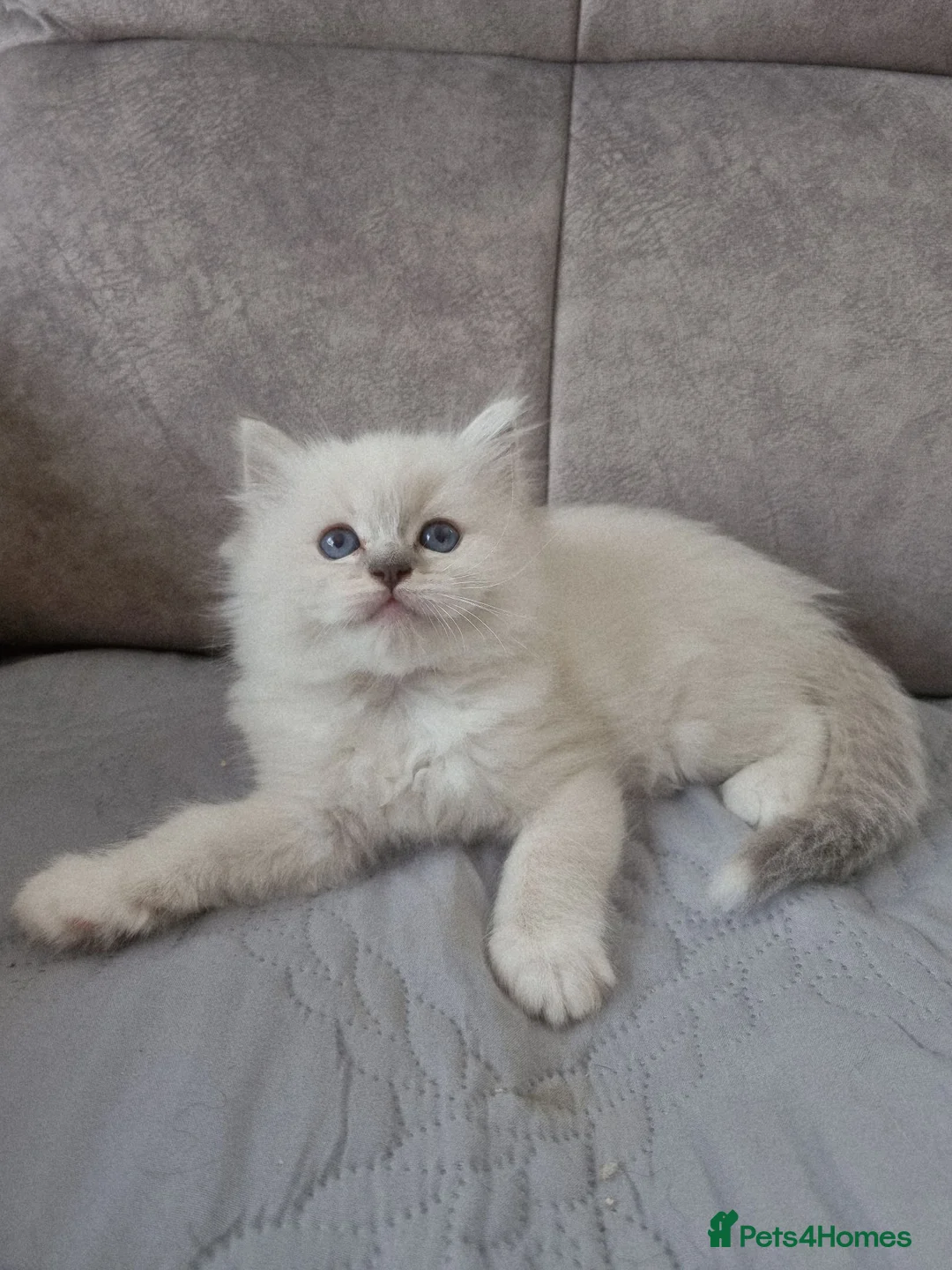 Ragdoll cats for sale: Ragdoll kittens DNA tested  - Advert 1