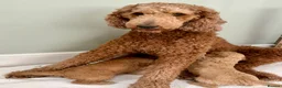 Standard Poodle dogs for sale: Beautiful Standard Poodle Puppies – Southampton  in Southampton - Advert 38