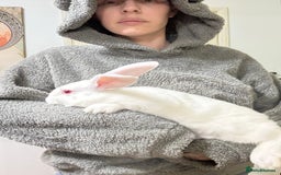 Californian rabbits for sale: Californian Does and Bucks ready now - Image 5