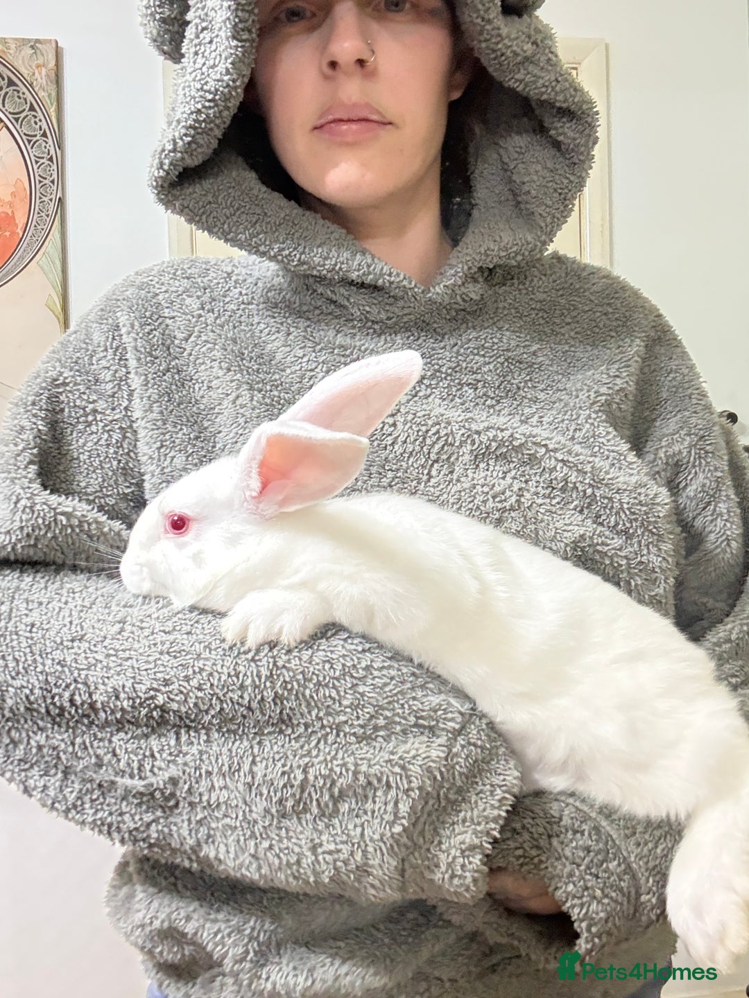 Californian rabbits for sale: Californian Does and Bucks ready now - Image 5