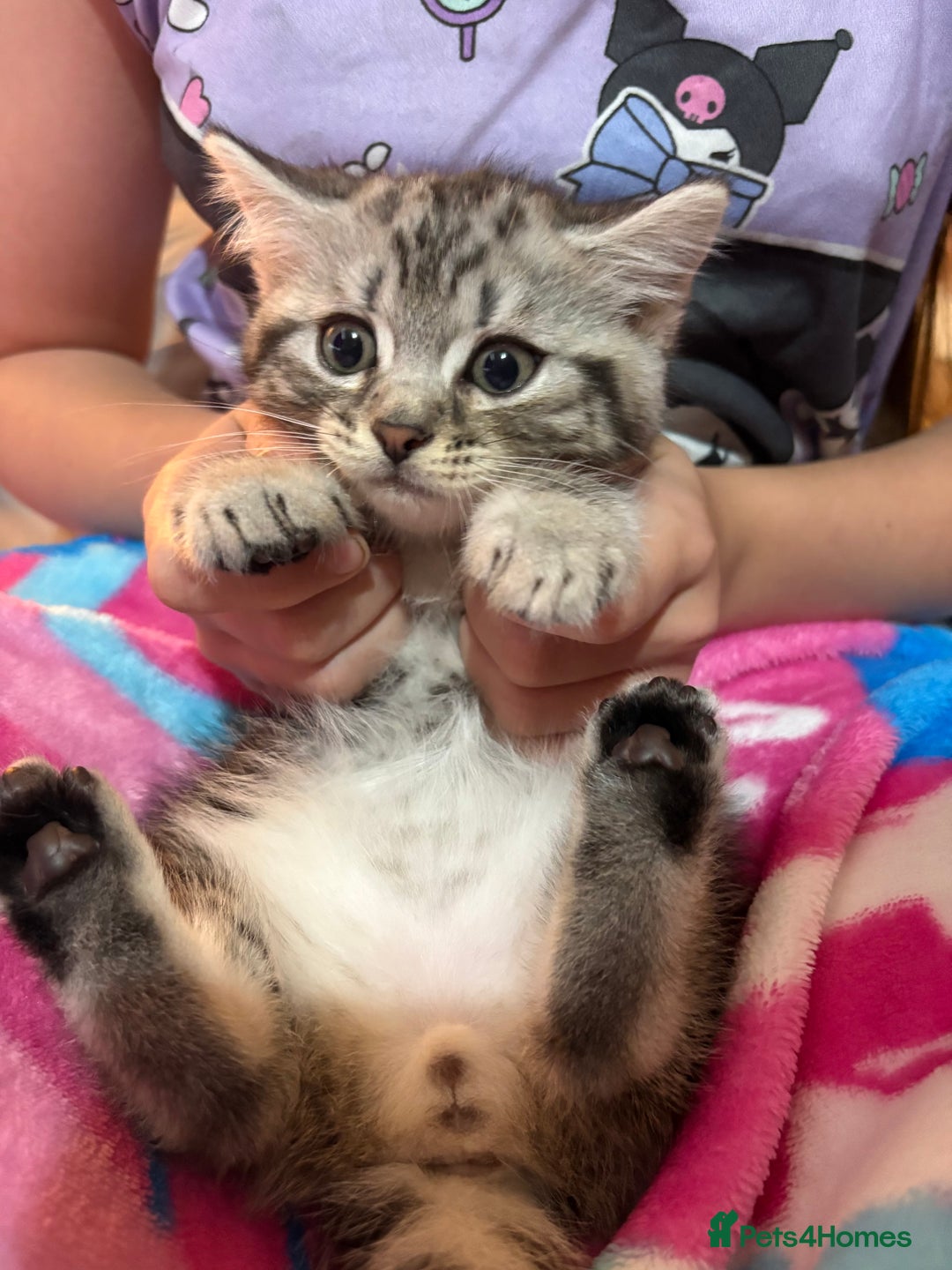 British Shorthair cats for sale: British shorthair cross kittens - Image 1